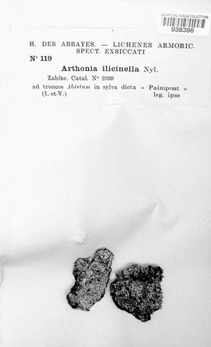 Arthonia ilicinella image